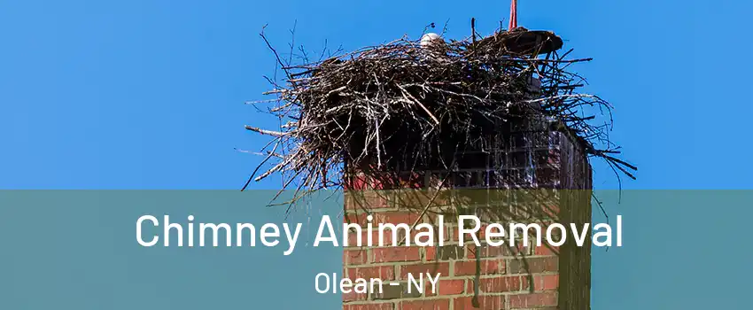  Chimney Animal Removal Olean - NY