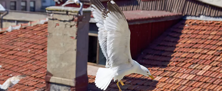 Residential Chimney Animal Removal Solution in Olean, NY