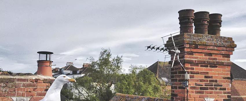 Chimney Cleaning And Restoration in Olean, New York